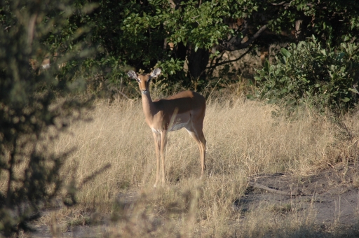 A natural frame 